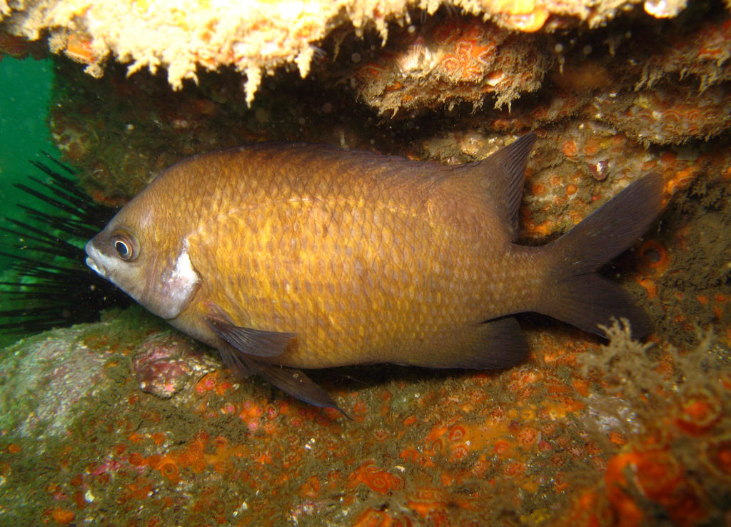 Parma microlepis